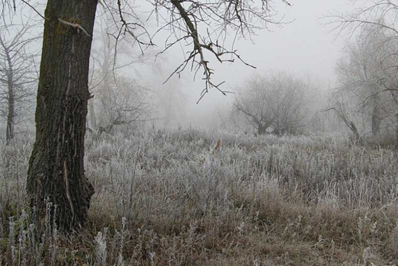 Туман и изморозь: в Оренбуржье первый день зимы обойдется без снега
