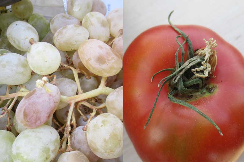 В Оренбуржье обнаружены партии зараженных томатов и винограда