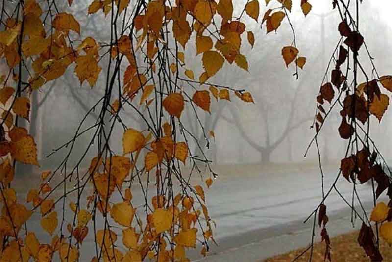 Туманы, дожди и снег ожидаются 2 ноября в Оренбургской области