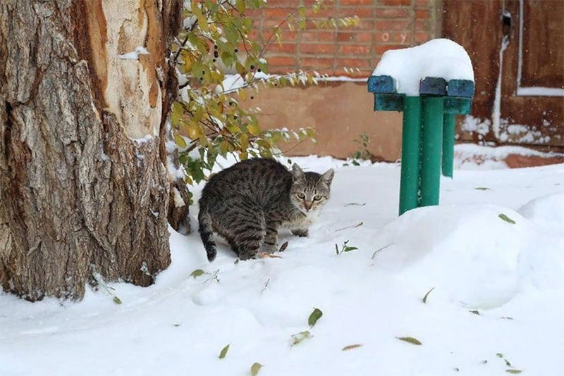 Сильный снегопад ожидается в Оренбургской области