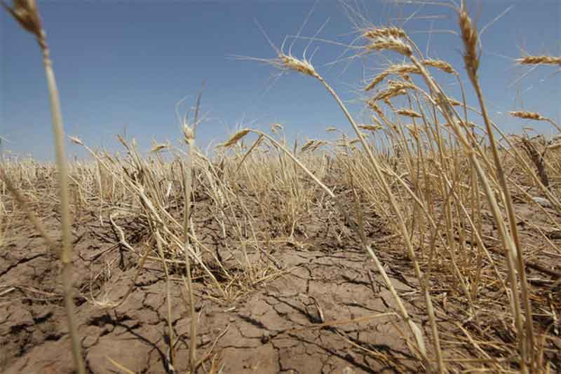 В Оренбургской области ввели режим ЧС регионального масштаба из-за засухи