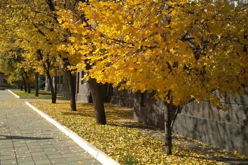 В Оренбургскую область пришла «золотая осень»