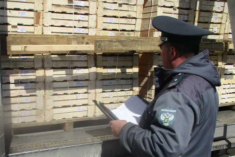 Скоро Новый год. В Оренбуржье пытались незаконно провезти более 30 тонн мандаринов 