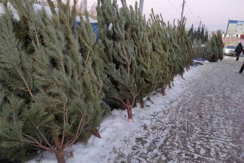 Купить елки в Новотроицке можно будет в 17 точках реализации