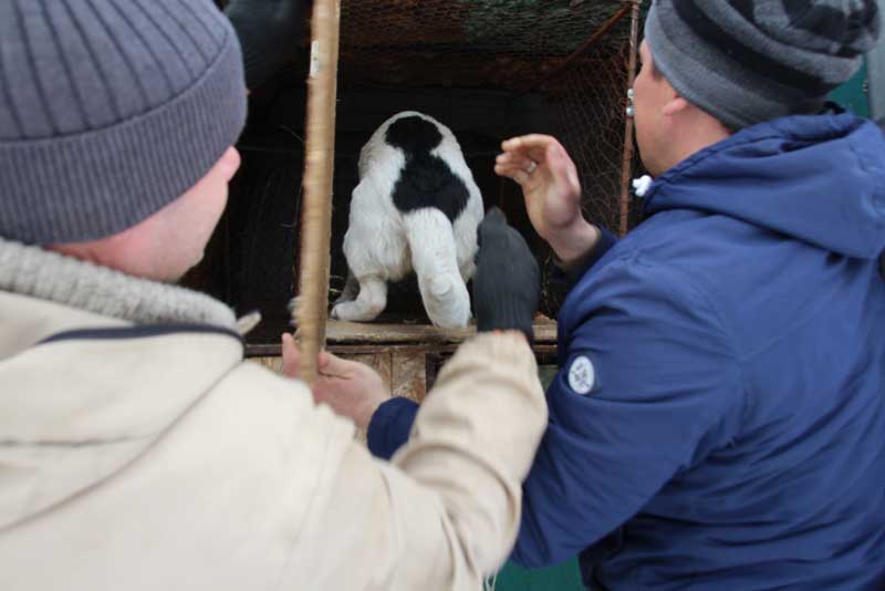 В Новотроицке реализуется муниципальный контракт на отлов безнадзорных животных
