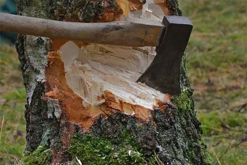 Предпринимателей обяжут восстановить вырубленные деревья