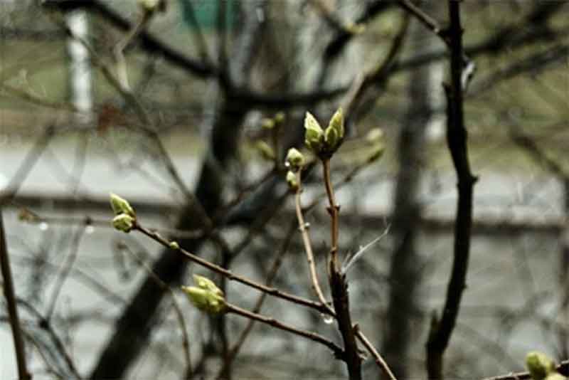 В Оренбургской области днем 11 апреля ожидается до +17 градусов без осадков