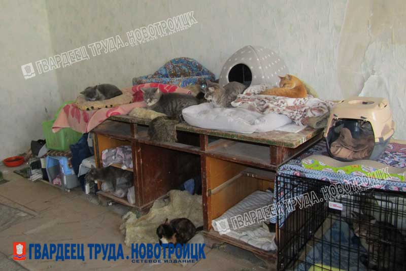 Приют для четвероногих открыли в Новотроицке 