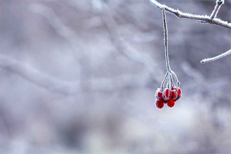 В Оренбуржье днем 12 декабря ожидается от -5 до -13 градусов мороза без осадков