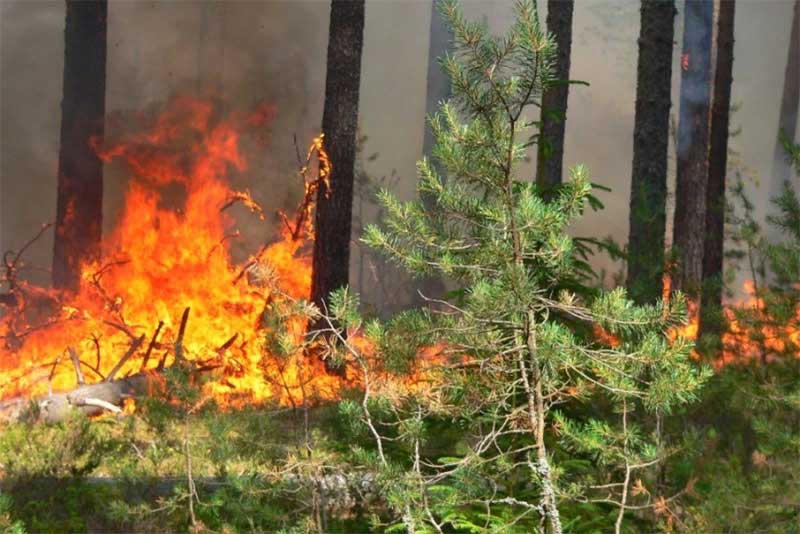 В восьми территориях Оренбуржья объявили наивысший класс пожароопасности
