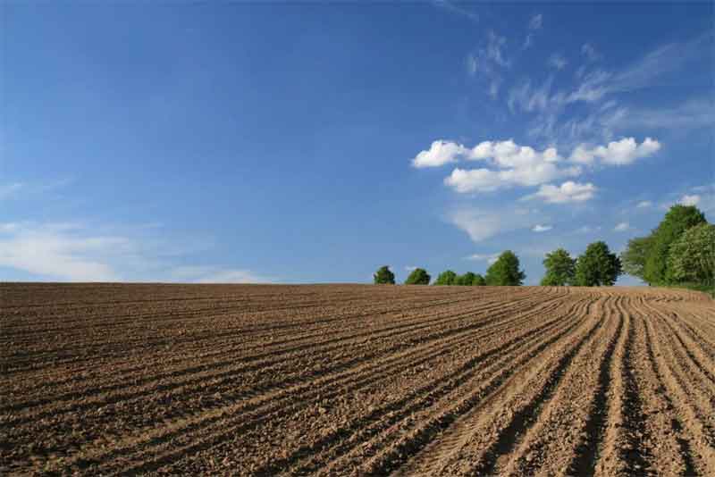 Земли сельхозназначения пустуют