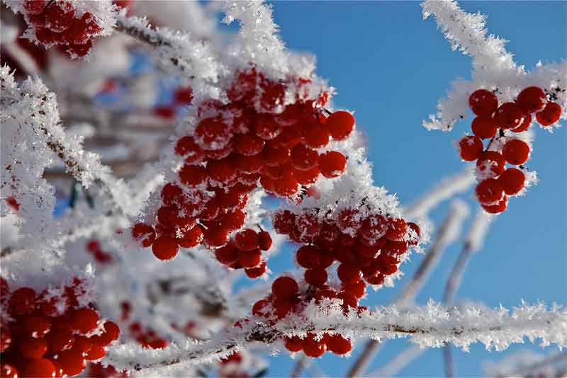 В Оренбуржье 15 декабря сохранится слабая изморозь и несильный мороз