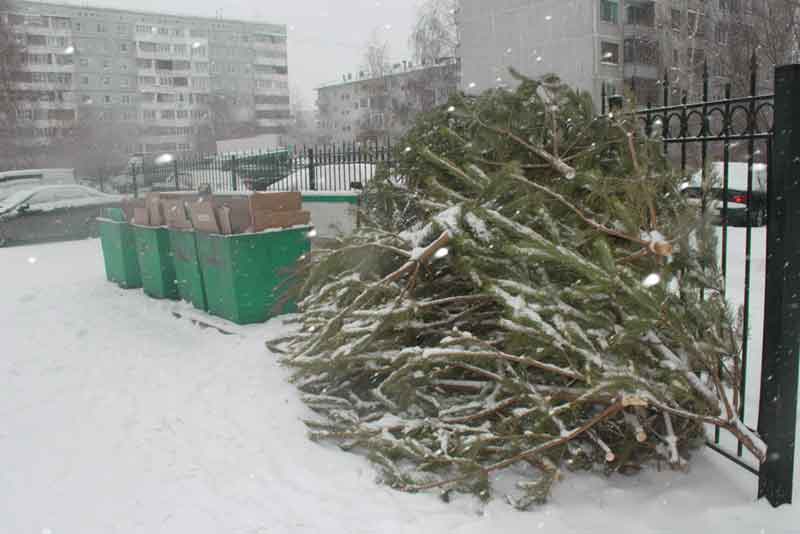Елки-палки... или куда складировать отслужившие свой срок деревья хвойных пород после Нового года