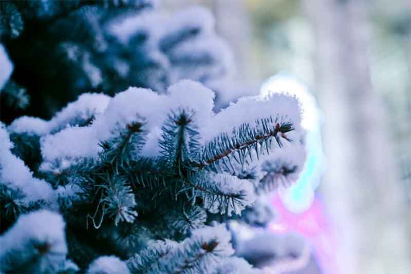 В Оренбургской области днем 16 декабря ожидается легкий морозец без осадков