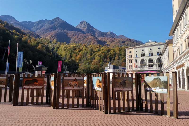 Фотовыставка о диких лошадях пржевальского была представлена в Сочи на Международной конференции по туризму