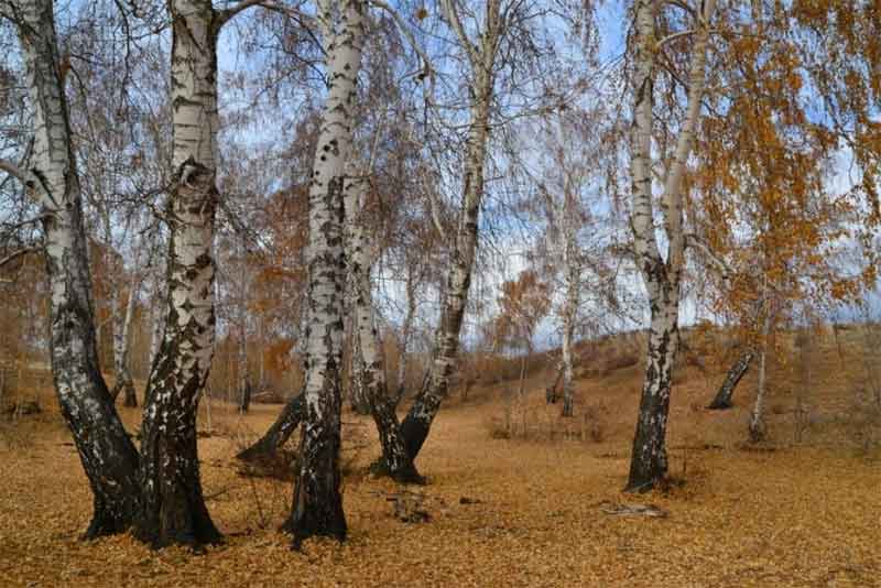 В Оренбуржье 18 октября воздух прогреется до +17 градусов