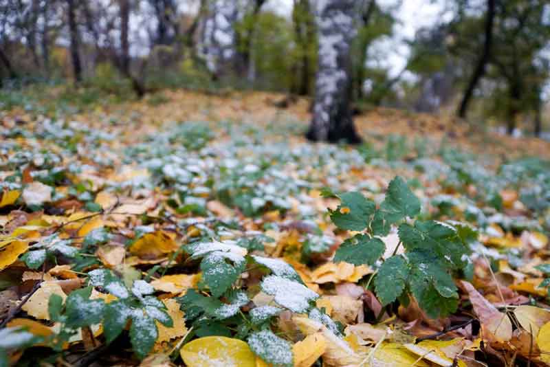 В Оренбургской области в ночь на 19 сентября ожидаются заморозки до -5 градусов 