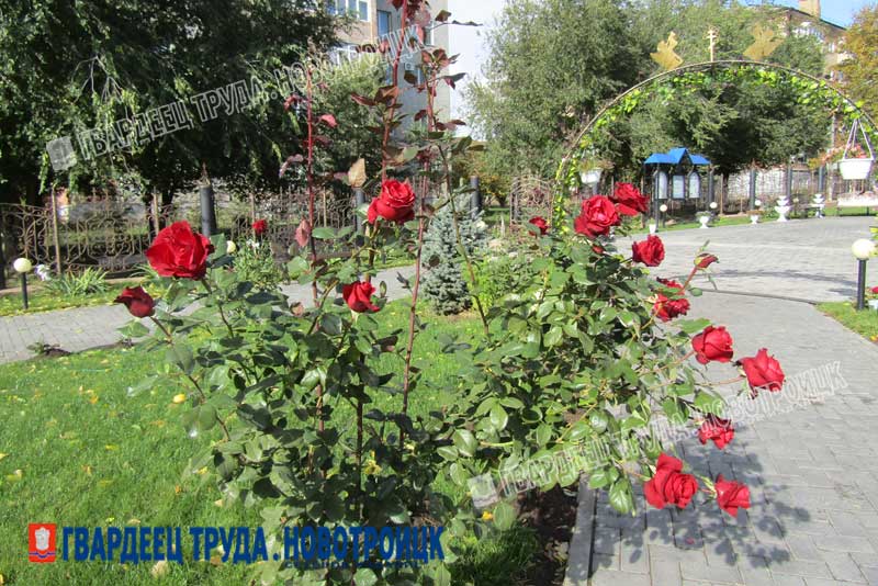 В Благовещенском храме Новотроицка высадили еще 150 саженцев роз