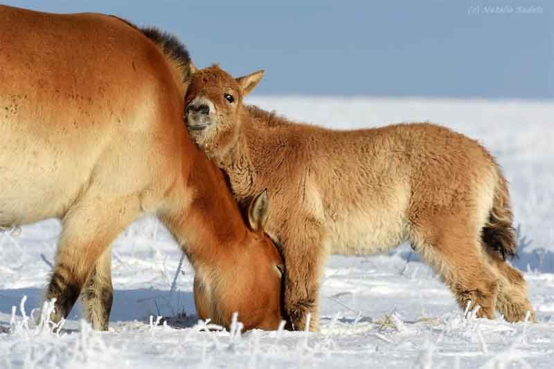 Фотография оренбургских лошадей стала финалистом международного конкурса