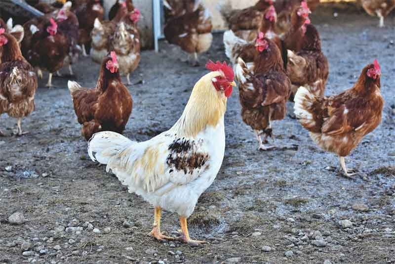В Оренбуржье выявили 37 очагов птичьего гриппа