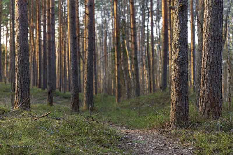В Оренбуржье из-за пожаров и погоды ухудшилось состояние 7,5 тыс. гектаров лесов