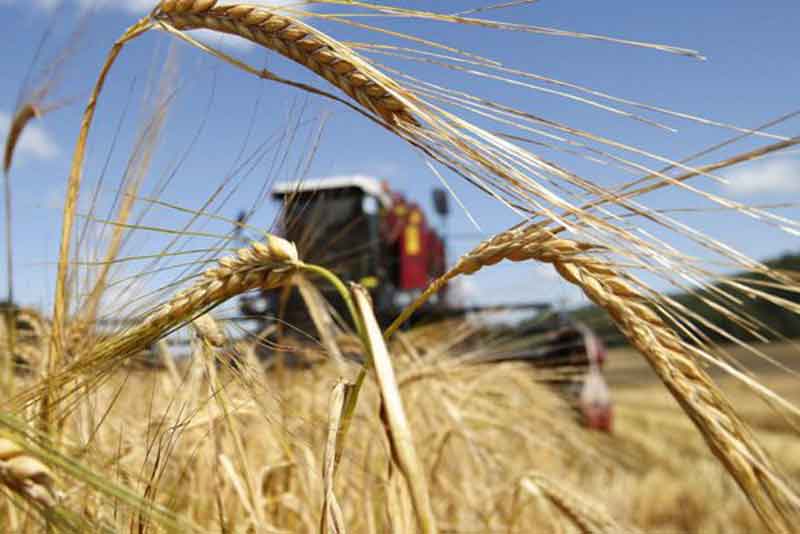 Аграрии Оренбуржья намолотили первый миллион тонн зерна 