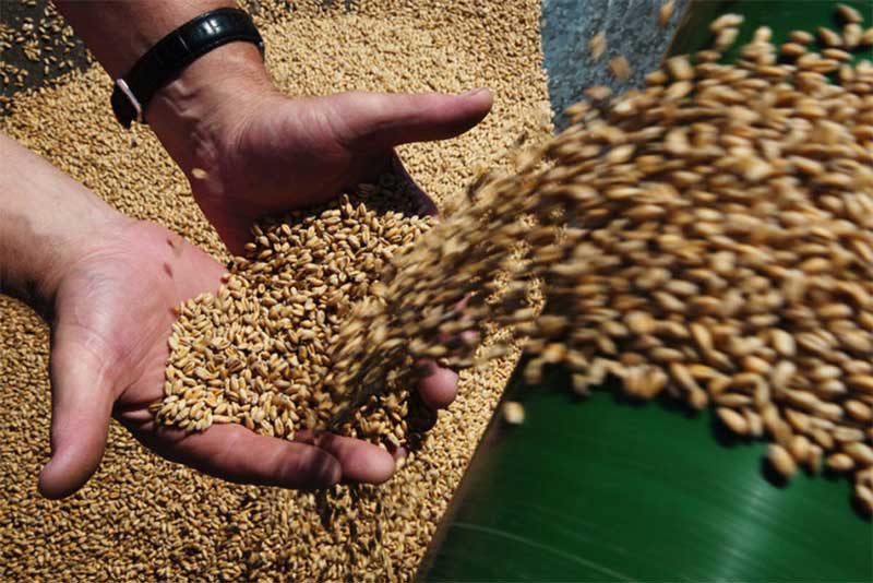 В Оренбуржье хлеборобы намолотили 2,5 млн тонн зерна