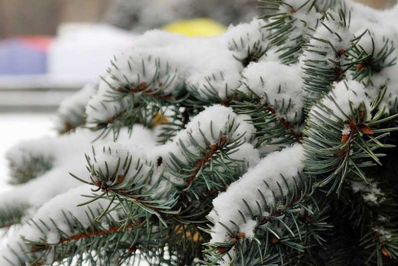 Предновогодняя неделя в Оренбуржье начнется со снегопадов