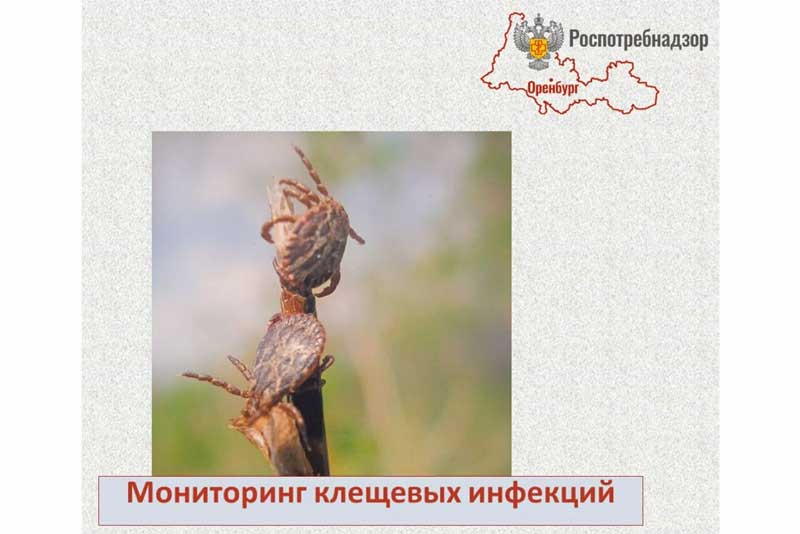 В Новотроицке по-прежнему наибольшее количество пострадавших от укусов клещей