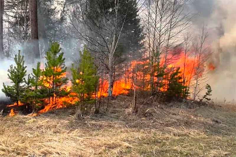 В Оренбуржье за сутки выгорело 4,8 гектара леса
