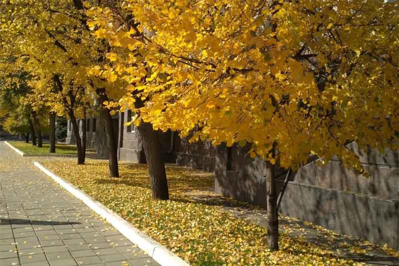 Днем 27 октября воздух в Оренбургской области прогреется до +9 градусов