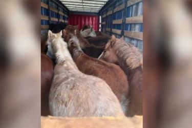 Табун лошадей незаконно пытались вывезти через пункт пропуска «Орск» в Казахстан 