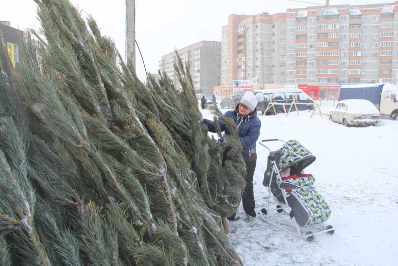 Реализация ёлок в Новотроицке начнётся  19 декабря