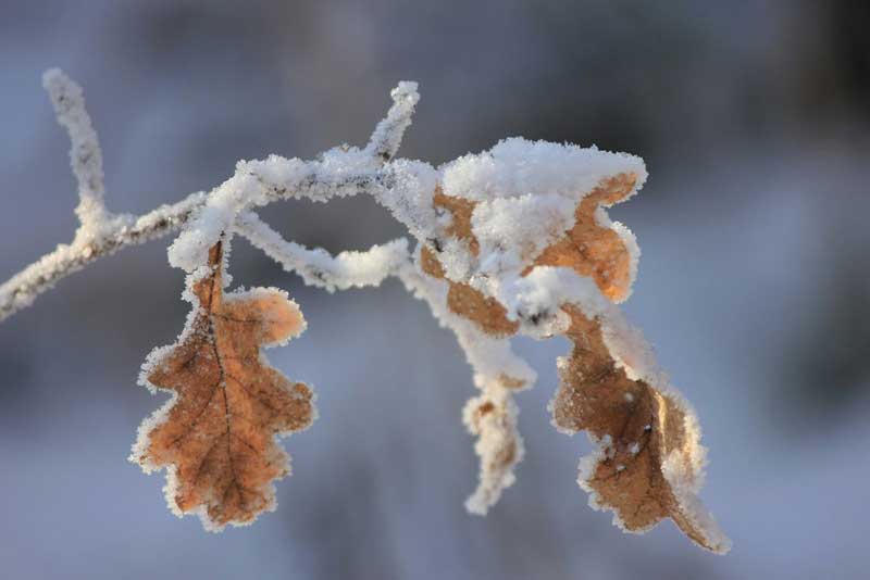 На пороге зимы: столкновение воздушных масс принесет в Оренбуржье снегопады