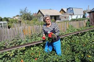 Малина – до октября, а помидоры – весом больше килограмма