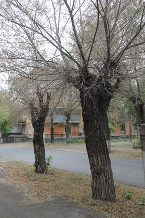 Быть ли городу зелёным?