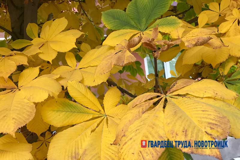 Днём 1 октября чуть потеплеет, без осадков и до + 16 градусов