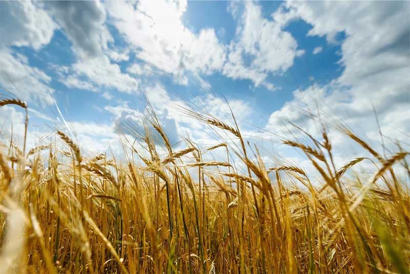 В Оренбуржье создали штаб по координации хода весенне-полевых работ