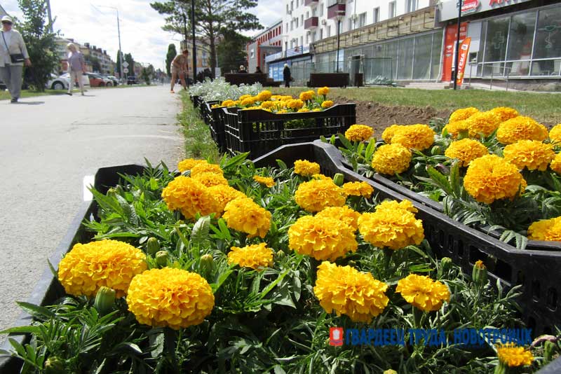 Улицы и площади Новотроицка предстоящим летом вновь украсят цветы