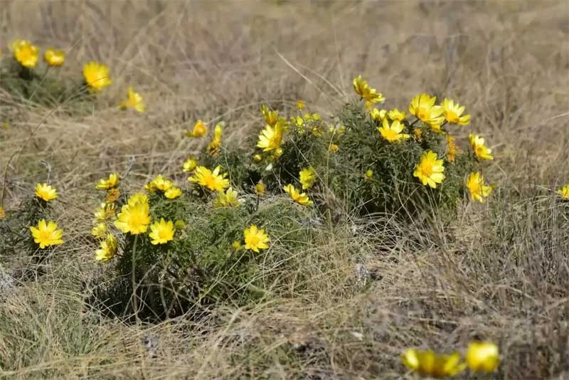 Акция «Первоцвет» поможет сохранить краснокнижные растения России и Оренбуржья