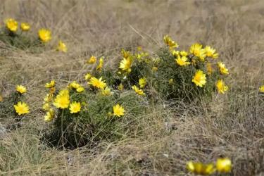 Акция «Первоцвет» поможет сохранить краснокнижные растения России и Оренбуржья