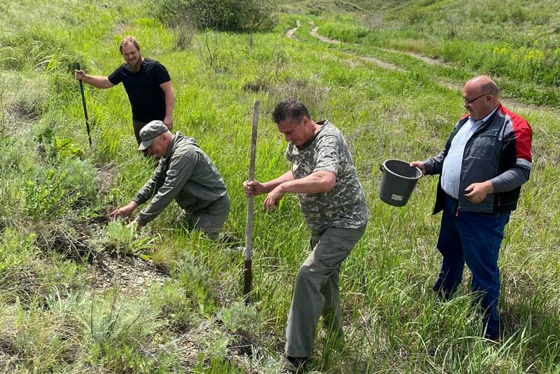На территории Царского родника под Новотроицком высадили 300 саженцев сосны