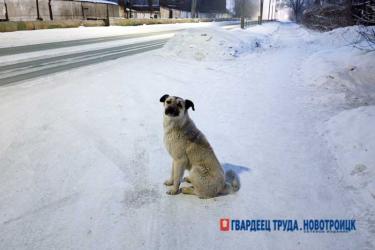 Губернатор Оренбуржья возложил на глав муниципалитетов персональную ответственность за работу по обращению с безнадзорными животными