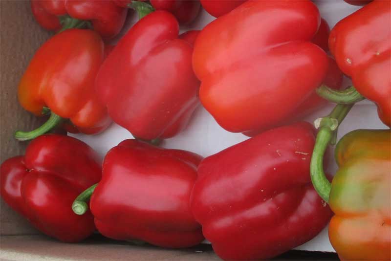 В Оренбуржье специалисты Россельхознадзора обнаружили партию зараженного  перца из Узбекистана