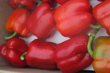 В Оренбуржье специалисты Россельхознадзора обнаружили партию зараженного  перца из Узбекистана