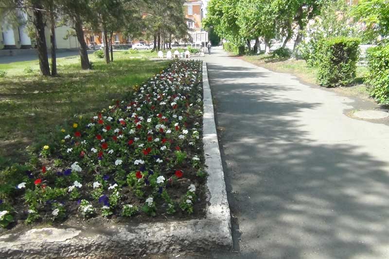 Городские цветы требуют ухода (фото)