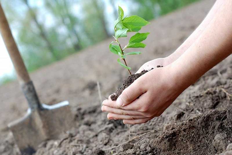 «Посади семейное дерево и сохрани его»: в Новотроицке объявлена экологическая акция