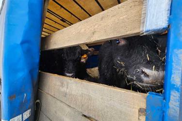 В Оренбуржье через границу пытались незаконно вывезти 100 голов крупного рогатого скота