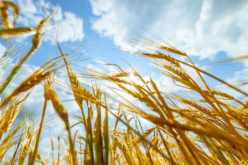 Продукция агропромышленного комплекса Оренбуржья востребована более чем в 20 странах мира