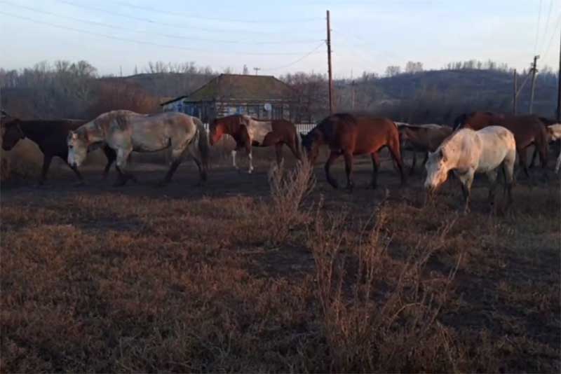 Банду конокрадов задержали в Гайском городском округе